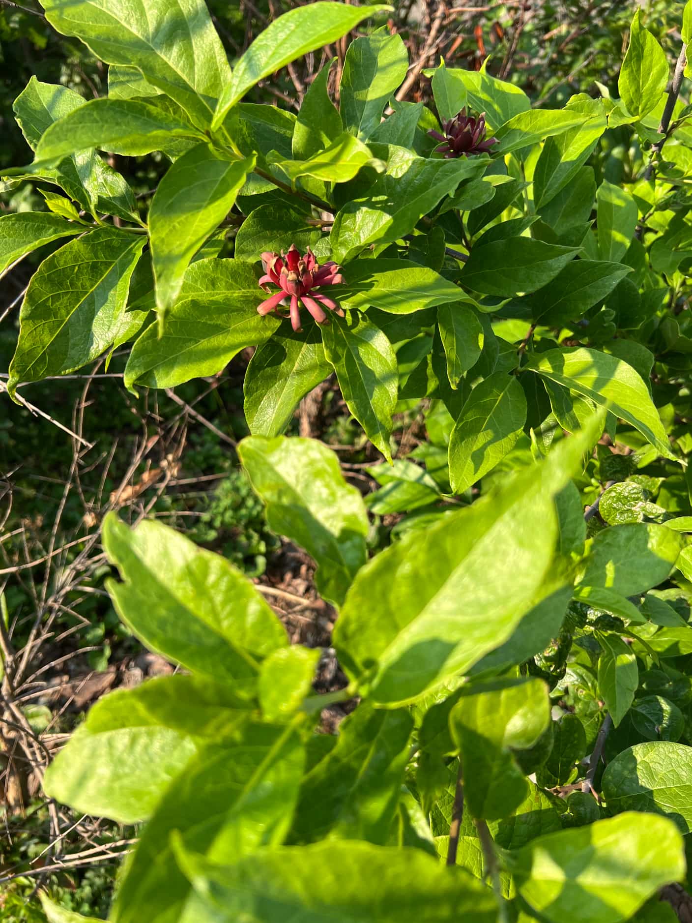 Carolina Allspice / Sweetshrub - FRESH - Buy Online | Foraged