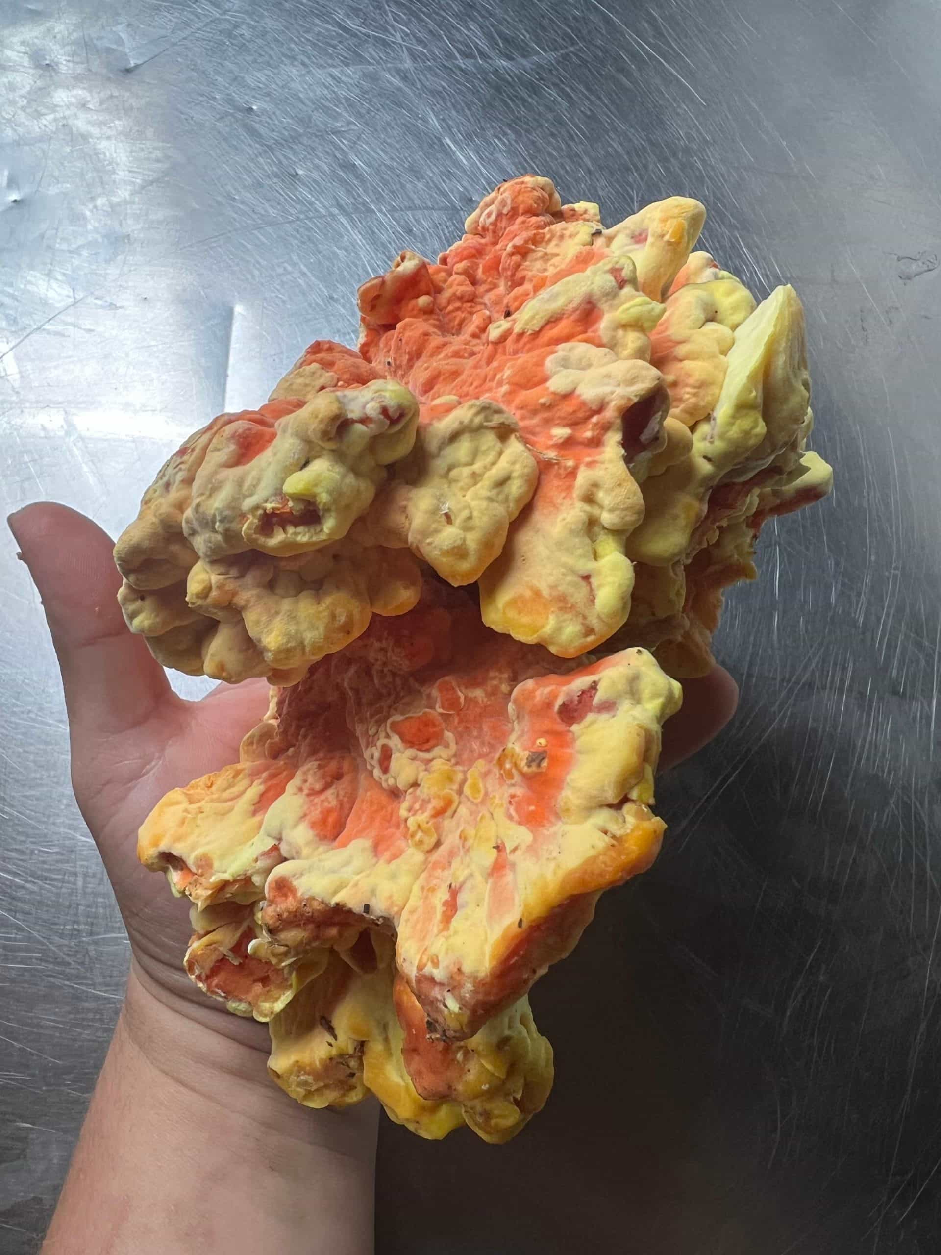 Chicken of the Woods Frozen 1 lb.