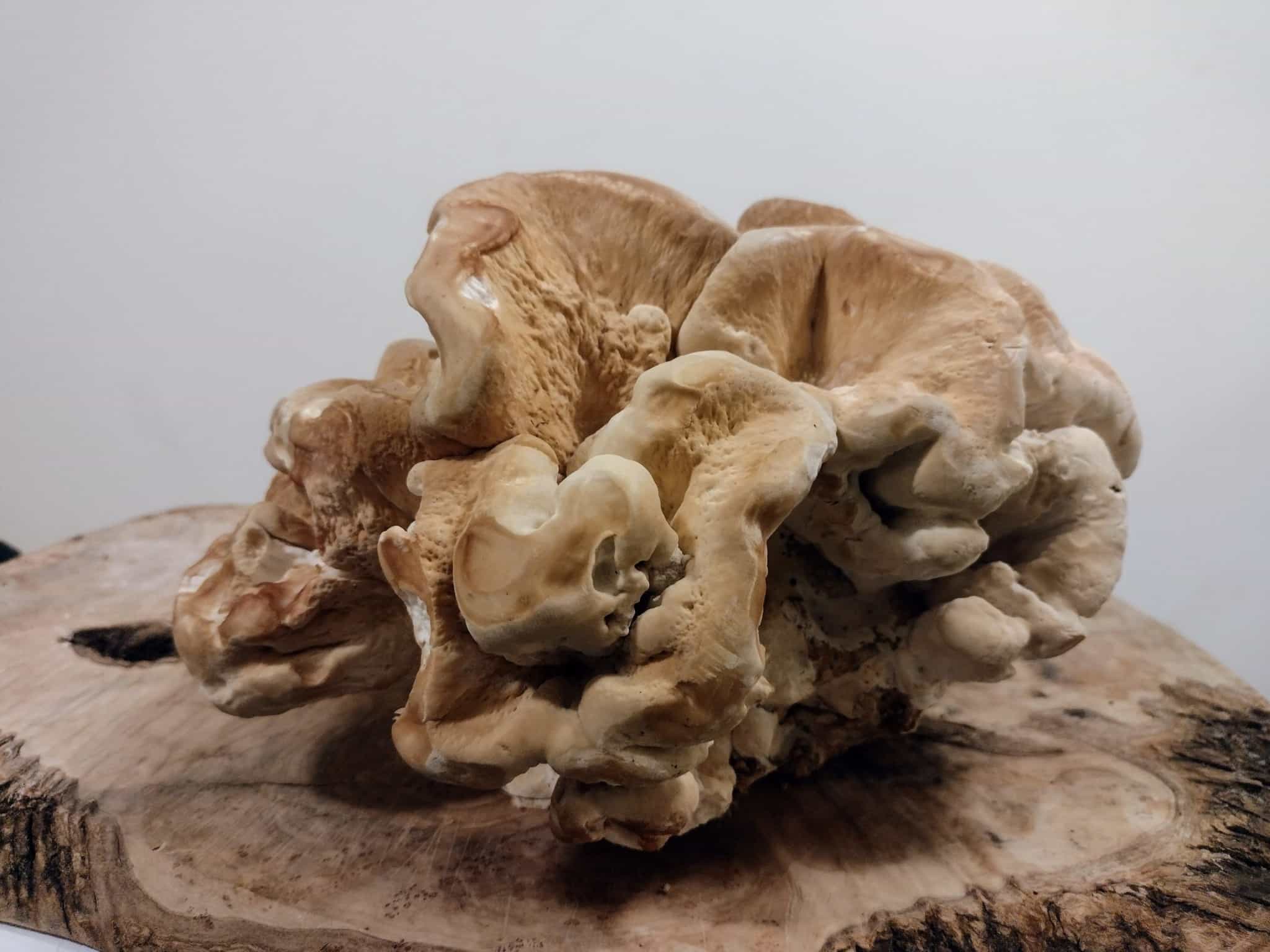 Fresh Berkeley Polypore