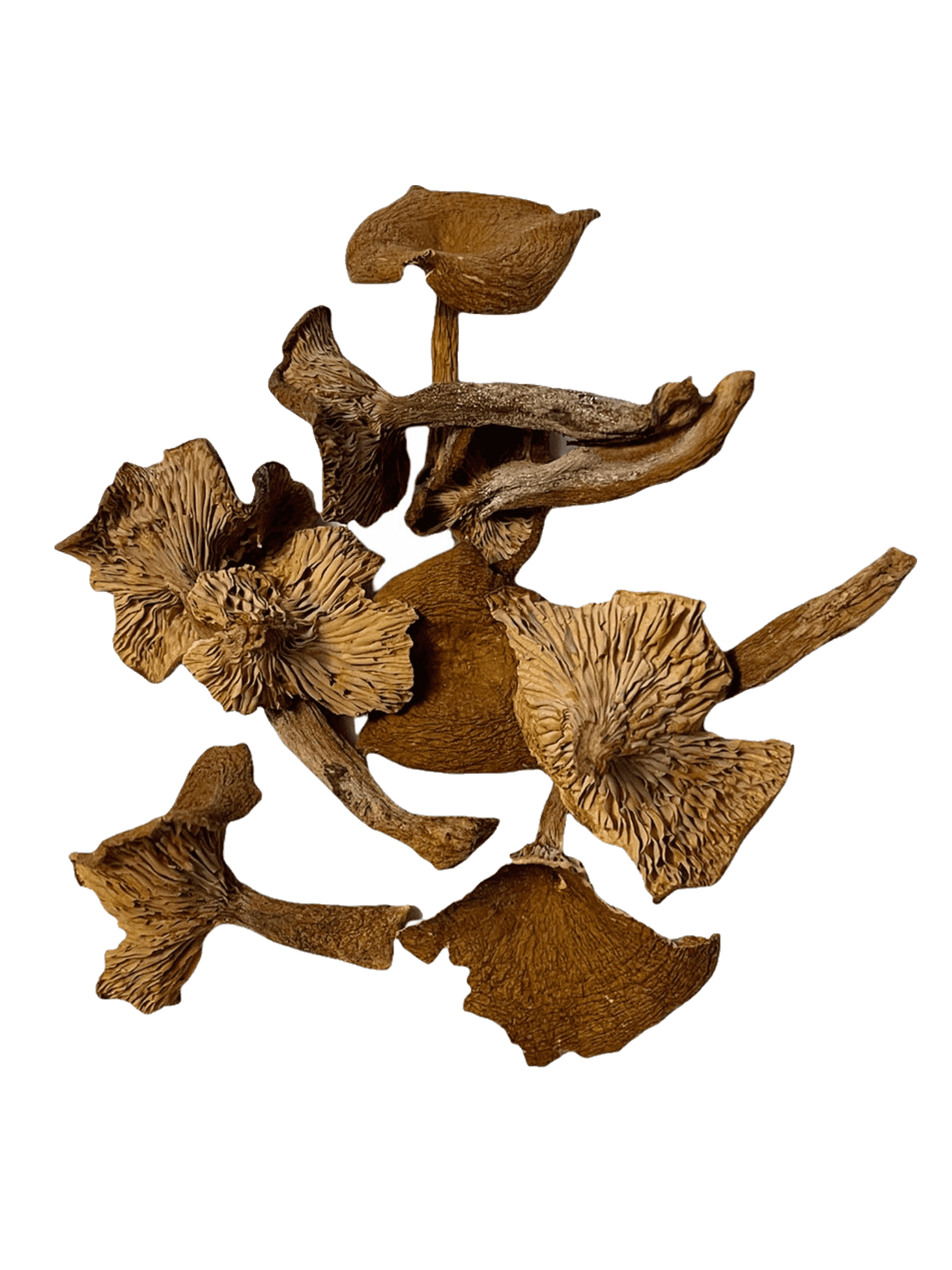 Dried Candy Cap Mushroom