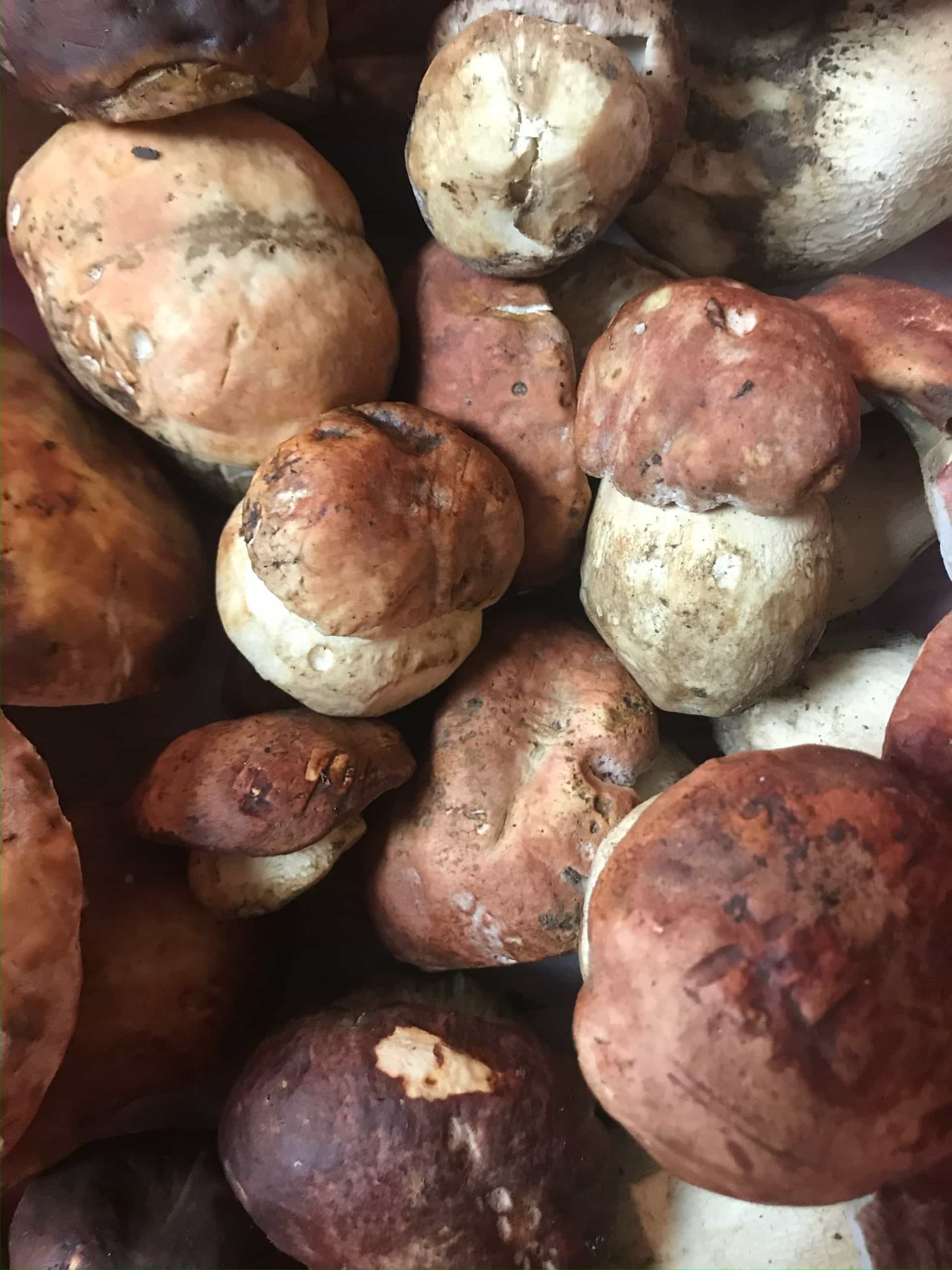 Fresh Wild Porcini (PNW)