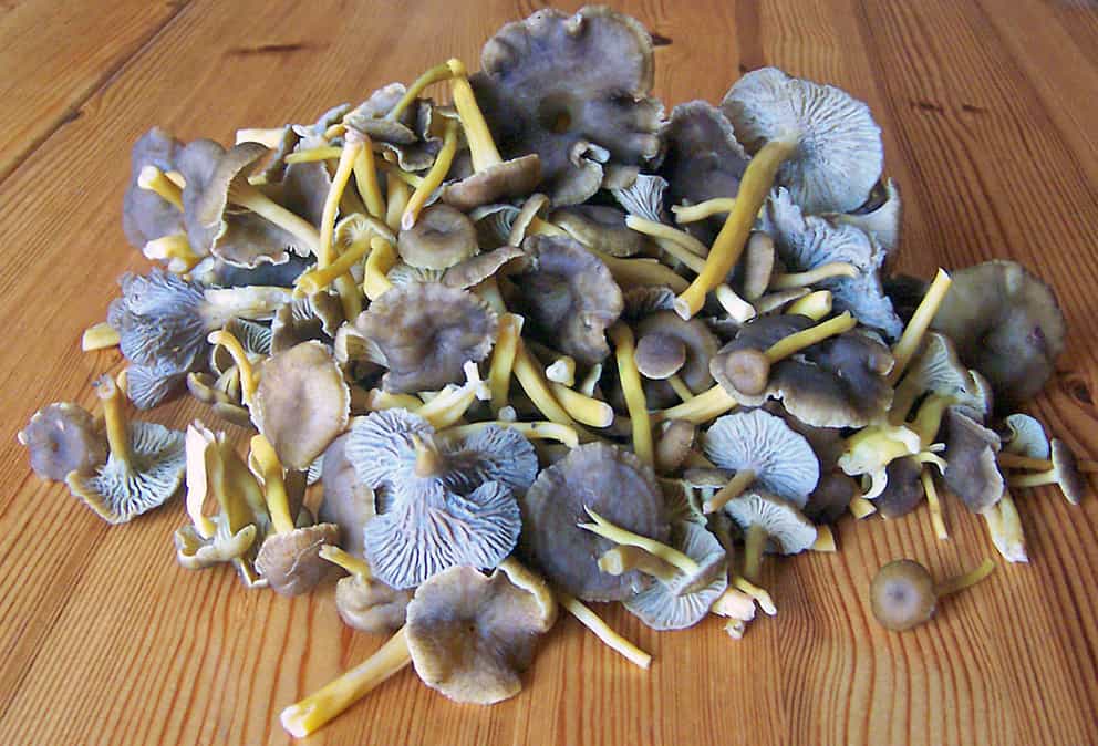 Dried Yellowfoot Chanterelles Foraged