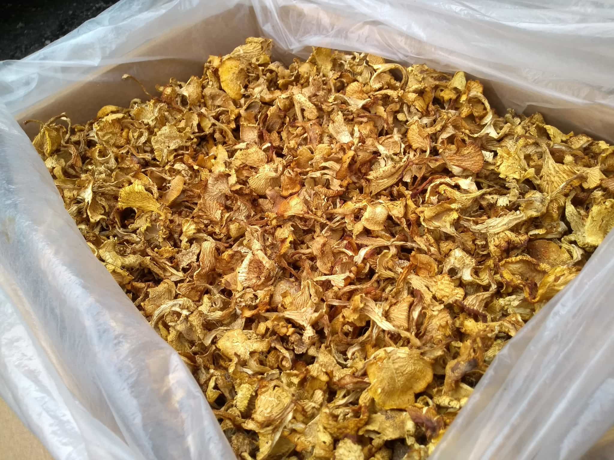 Dried Cantarellus cibarius - First grade