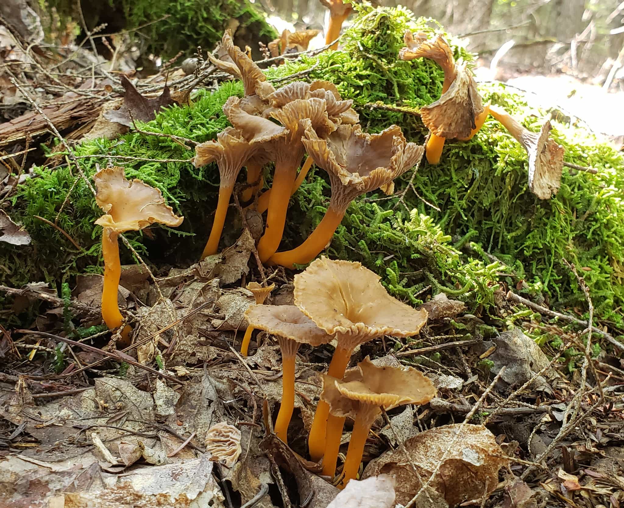 Wild Yellowfoot Chanterelles (per 1/2 lb) FREE SHIPPING INCLUDED