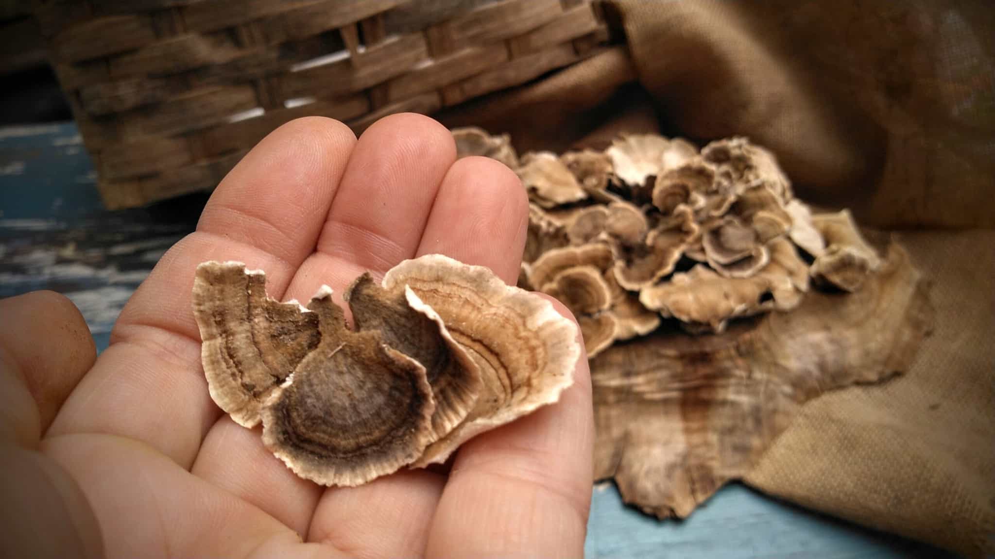 Fresh Wild Turkey Tail Mushroom