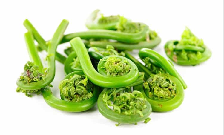 Alaskan Fiddlehead Ferns Fiddleheads