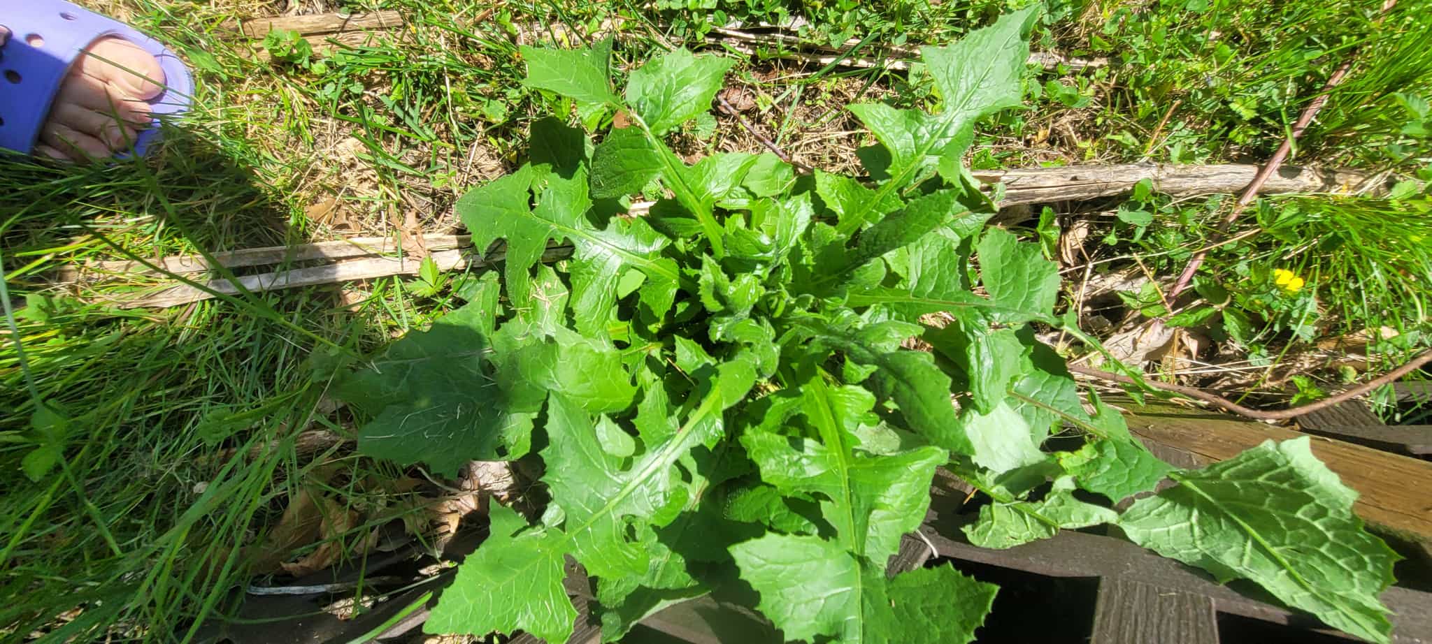 Wild lettuce