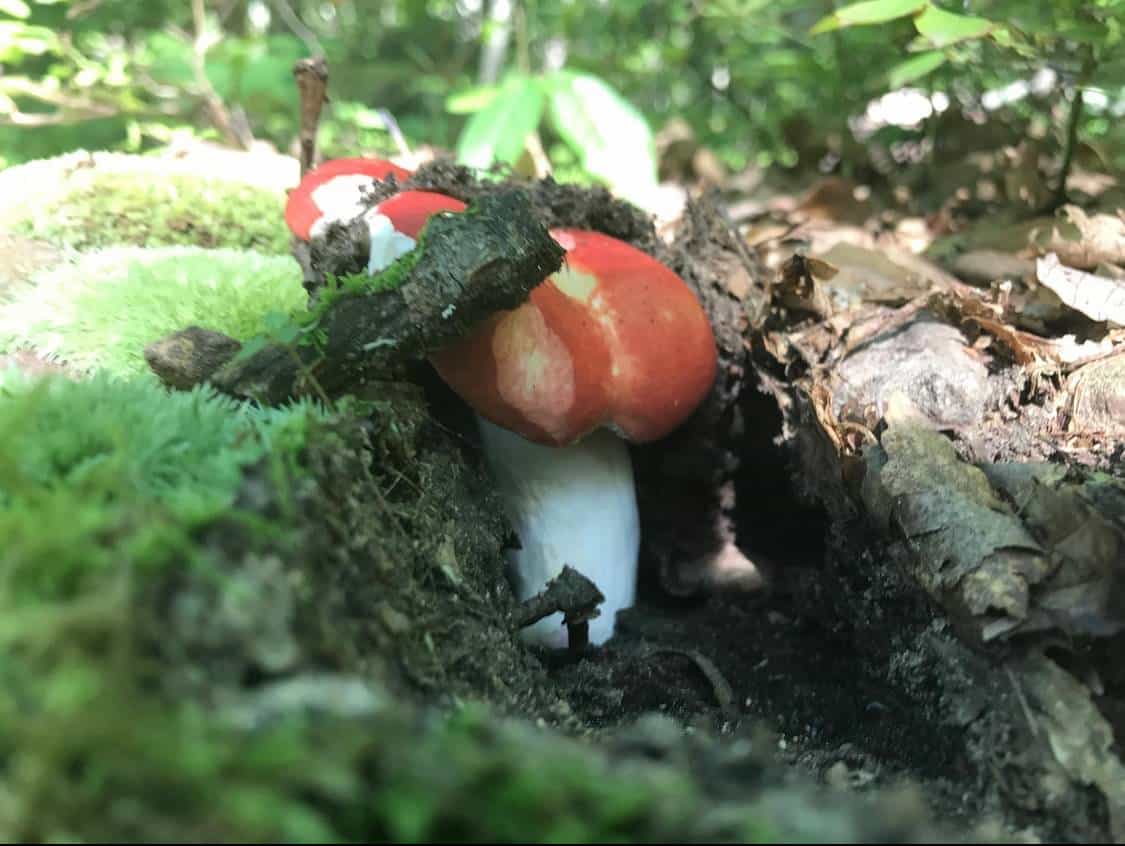 Timber Conk- Whole Fruiting Bodies