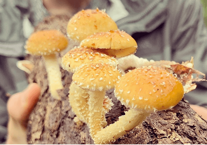 Free Shipping! Chestnut Mushroom Plug Spawn