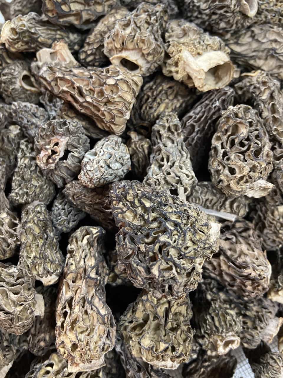 Buy - Dried Morel Mushrooms