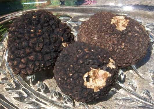 Fresh Burgundy Truffles (1oz)