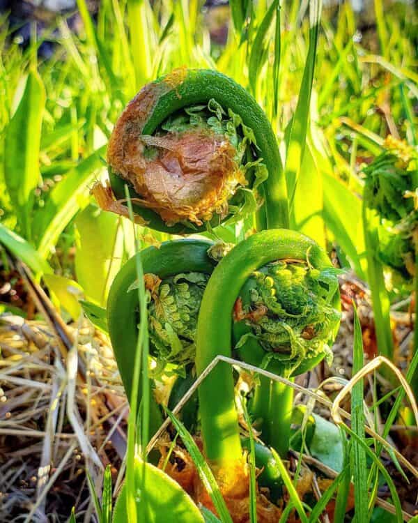 Fresh Maine Fiddleheads - 2lb (IN-SEASON) - FREE SHIPPING!