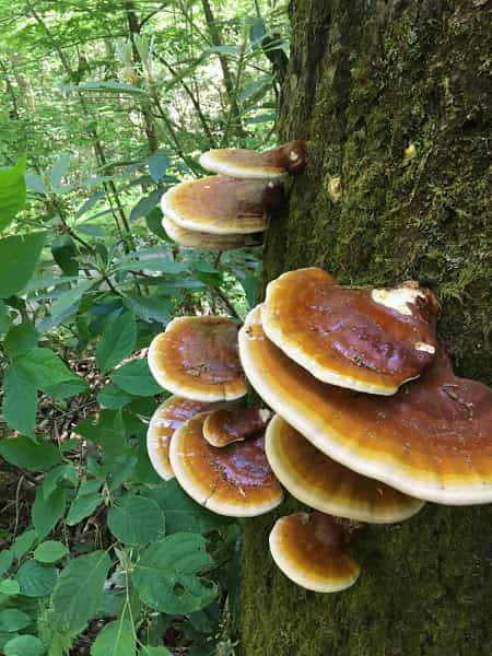 1/2lb dried and ground Reishi