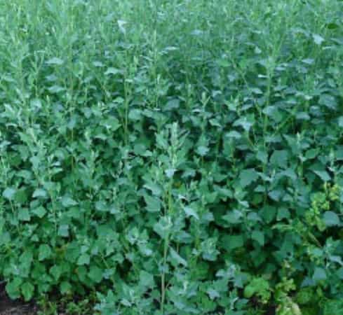 Alaskan Lambs Quarter Greens