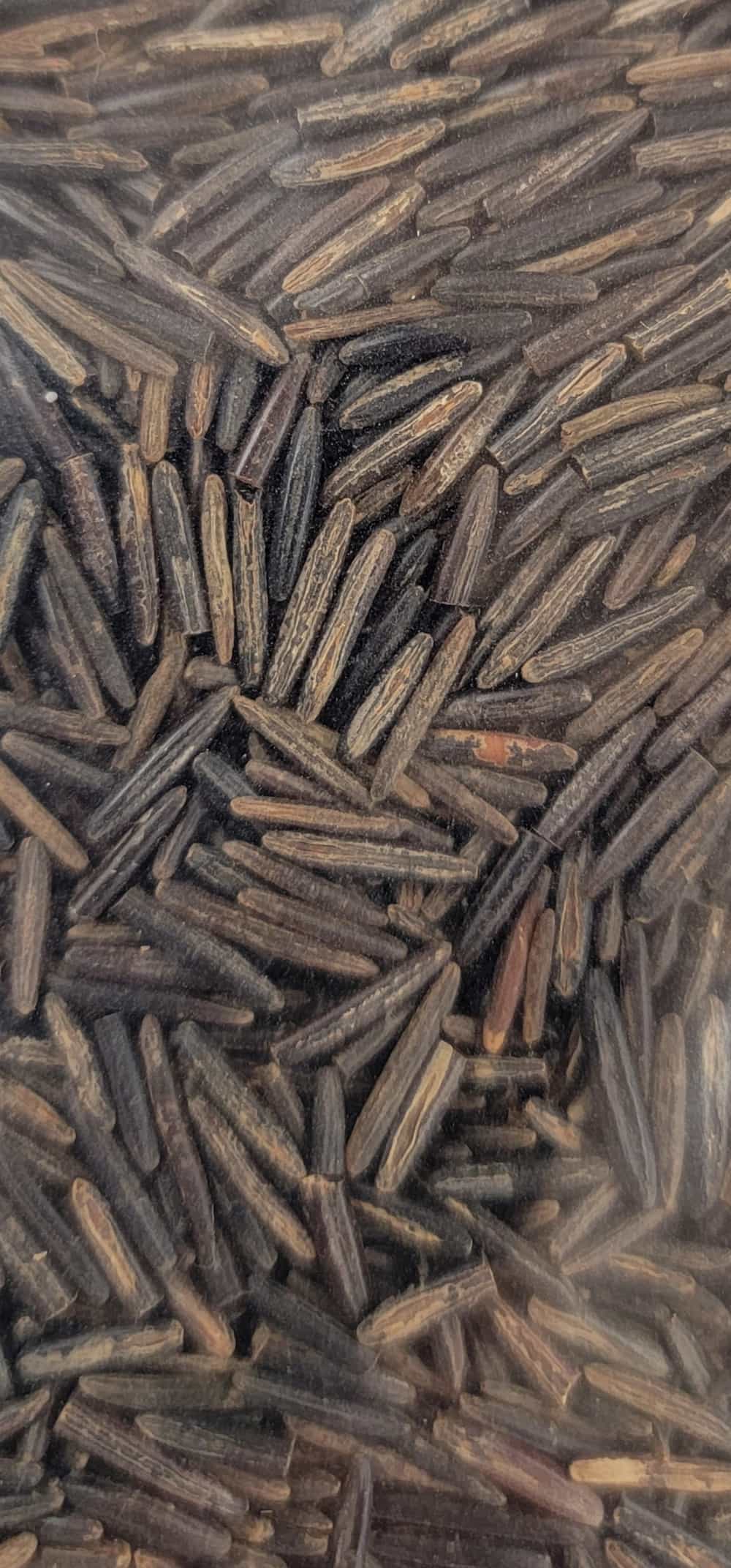 3lbs of Wood Parched Cultivated Wild Rice Quick Cook Whole Grain