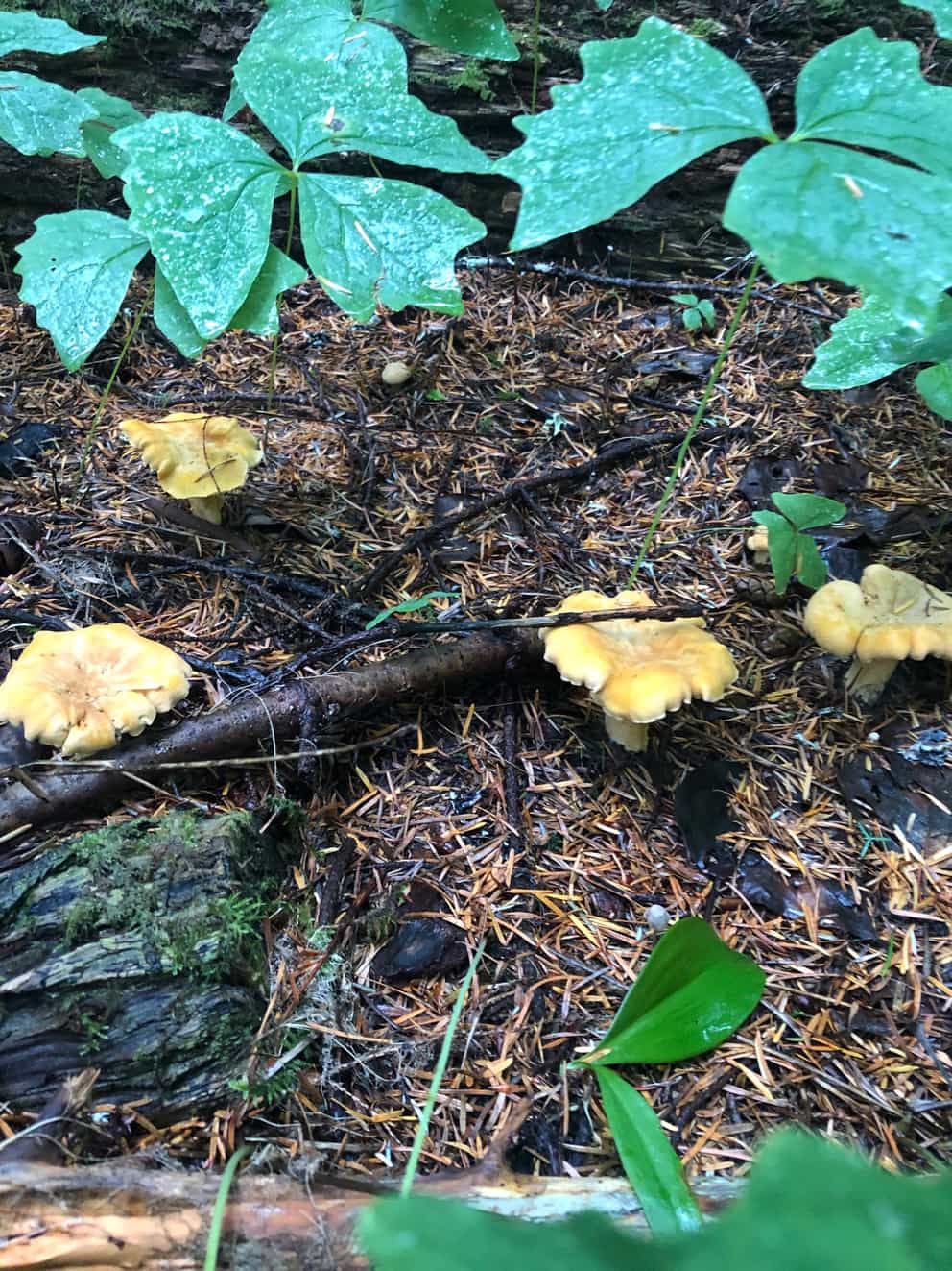 4oz Dried Chanterelle Mushrooms Foraged