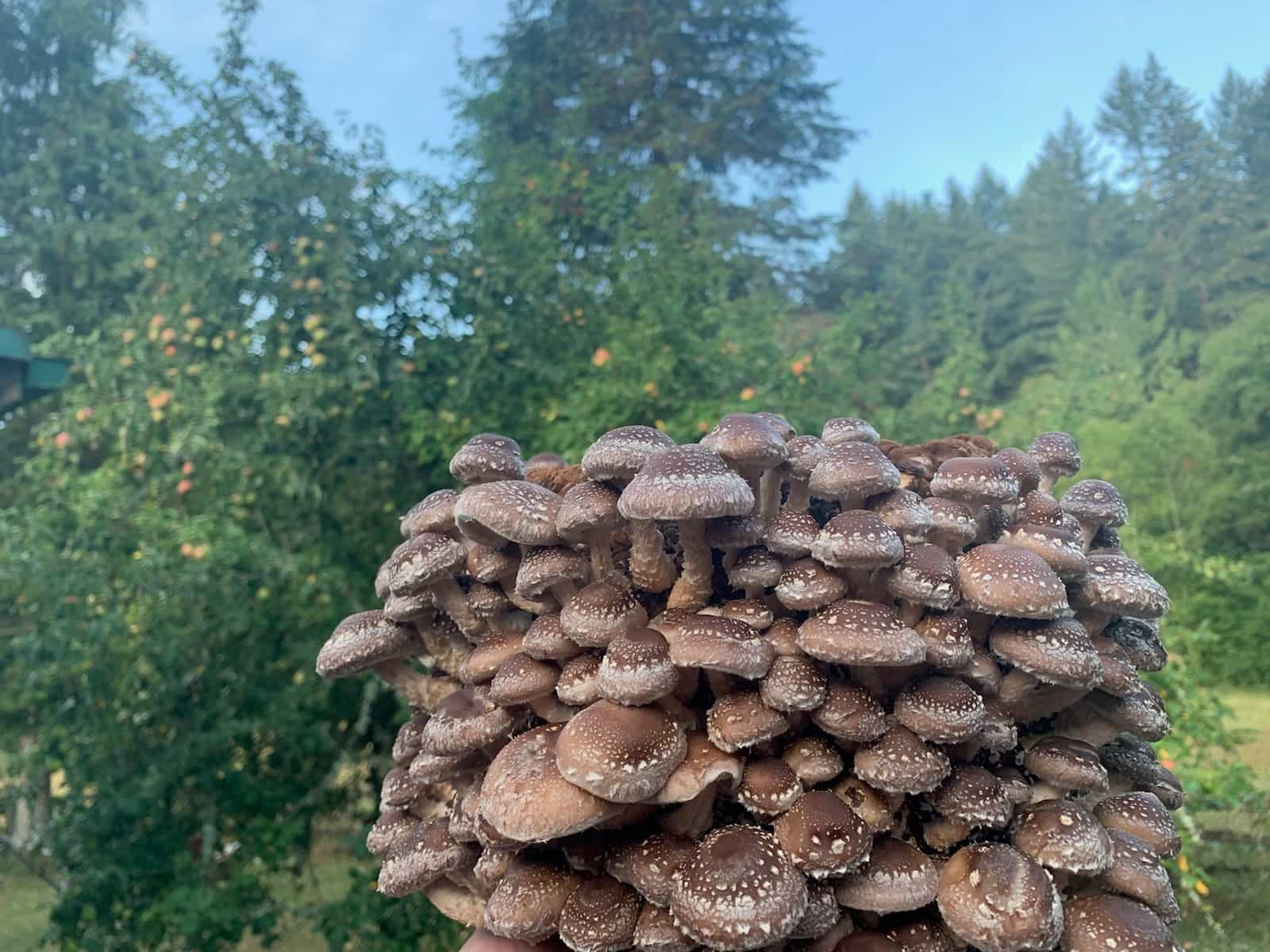 Grow Your Own Shiitake Mushrooms! Free Shipping