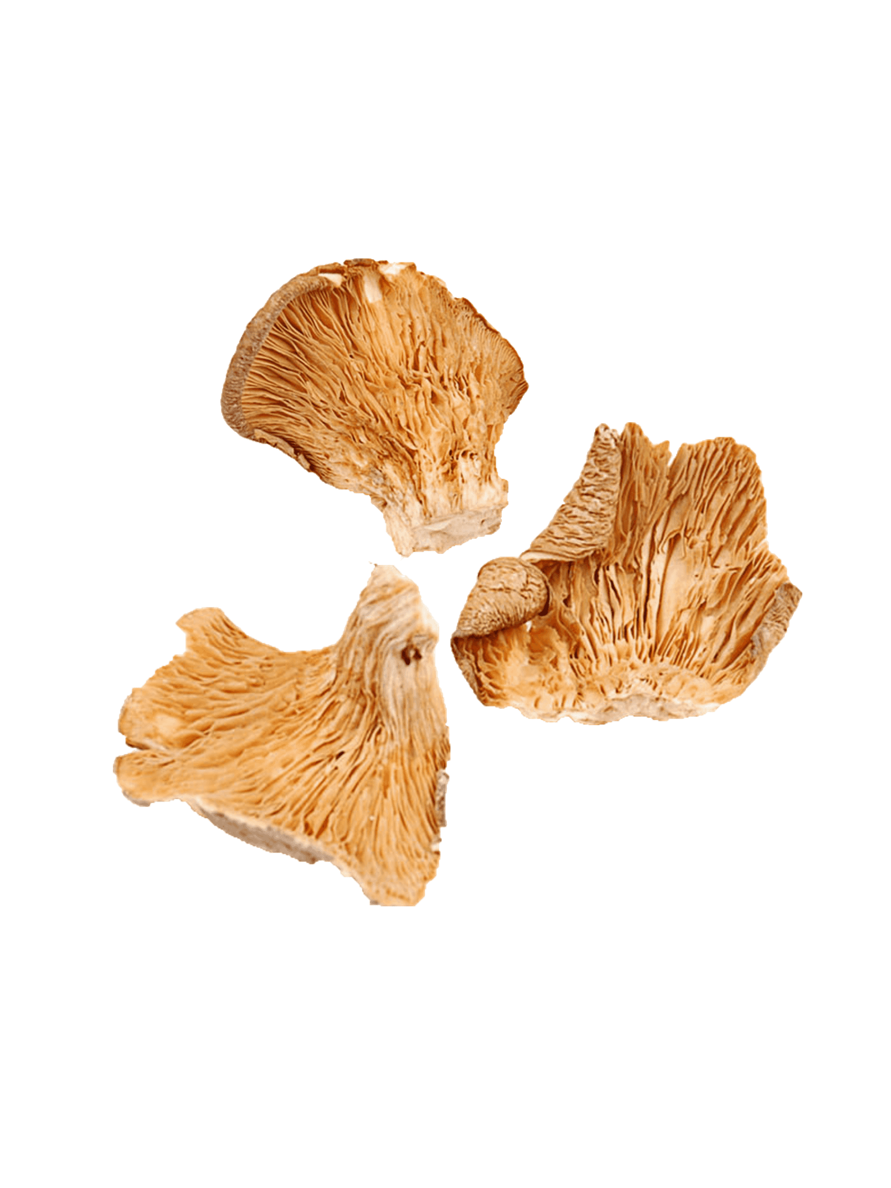 Dried Oyster Mushrooms