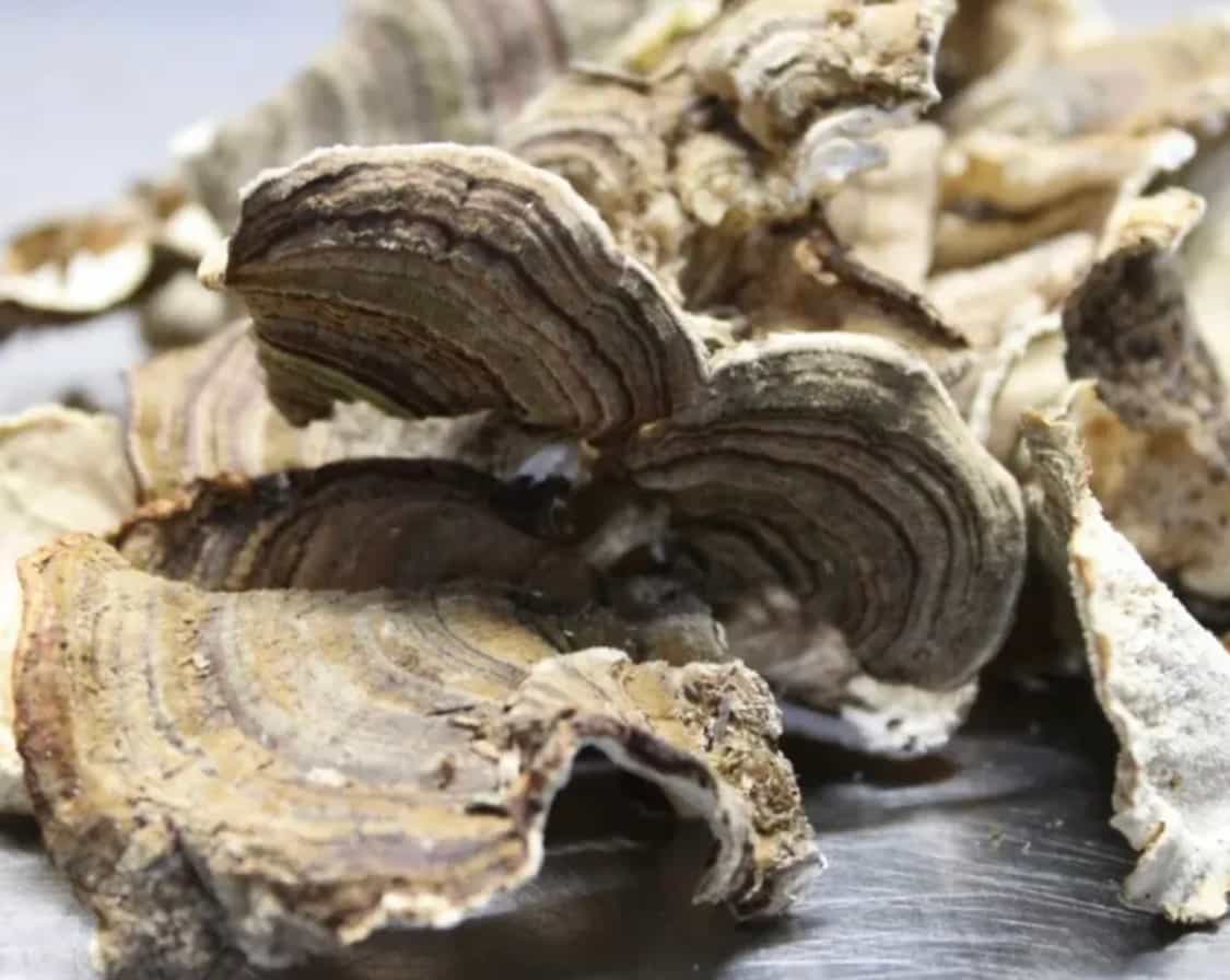 Dried Wild Turkey Tail Mushrooms 16 oz. (1 lb) 