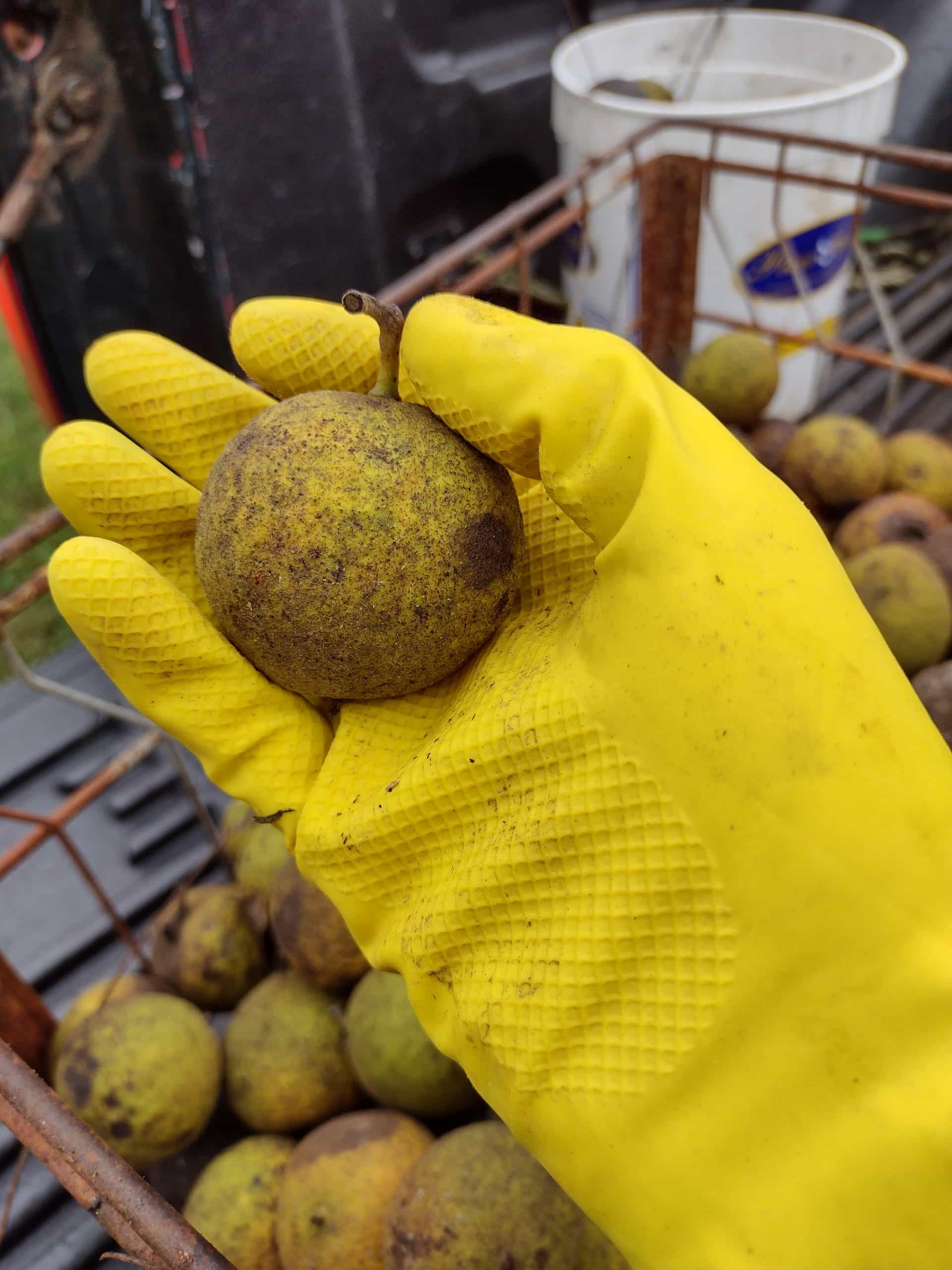 Wild Black Walnuts Hulled, Washed, Floated & Dried
