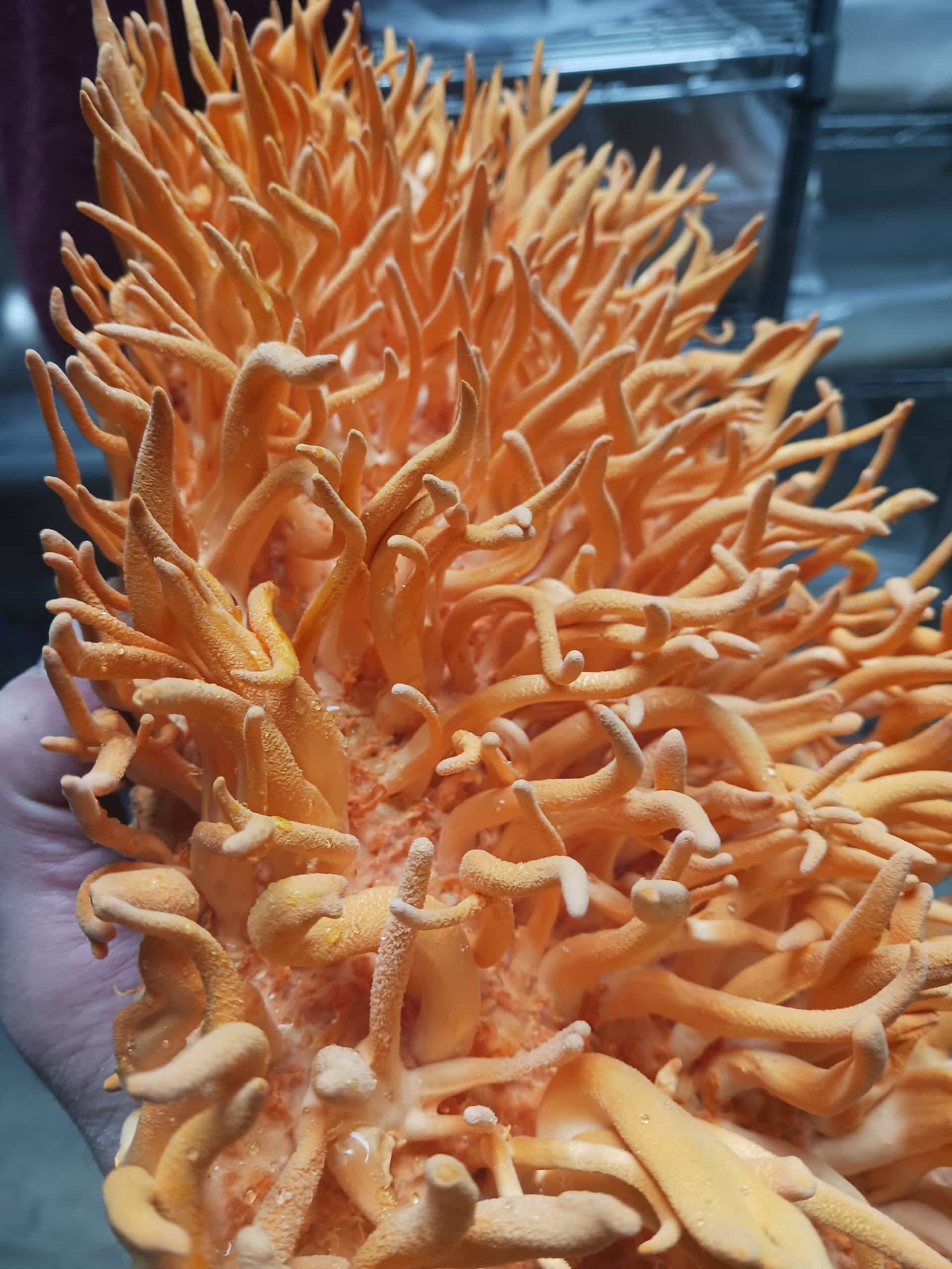 Cordyceps