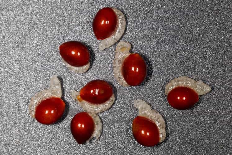 Bloodroot Seeds for planting Sanguinaria Canadensis Shade loving Traditional Appalachian Medicinal