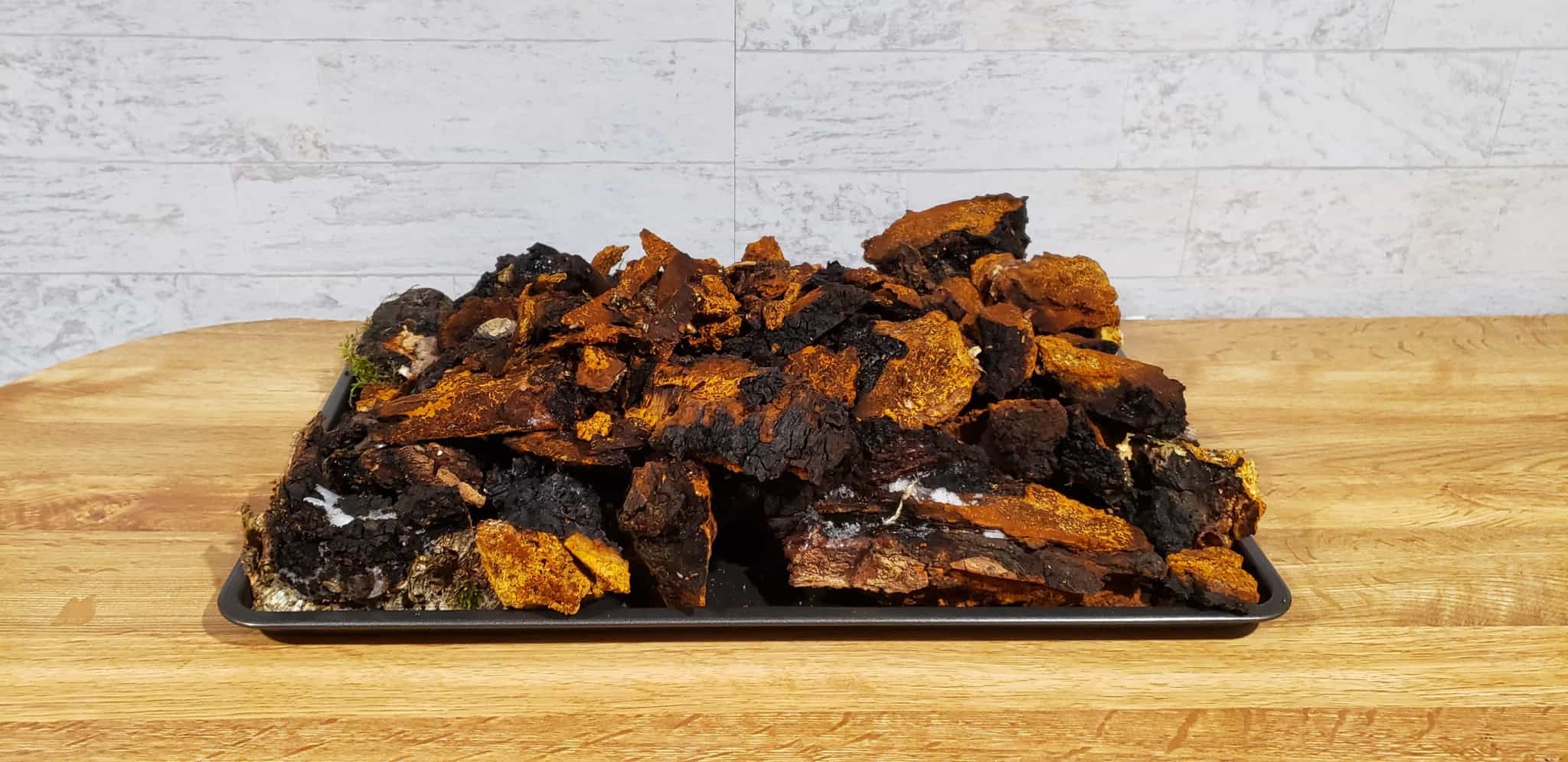 2 lb Fresh Wild Maine Chaga - FREE SHIPPING!