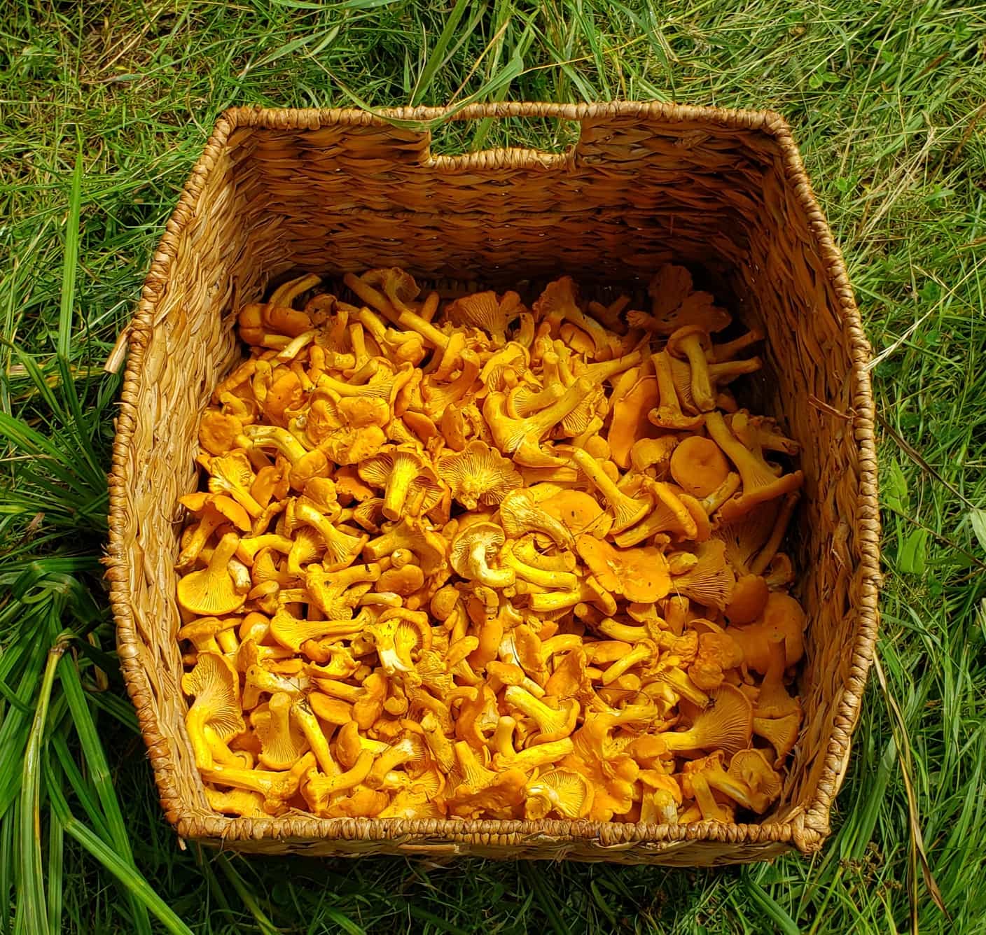 Dried Golden Chanterelles 1/4 Pound FREE SHIPPING INCLUDED! Foraged