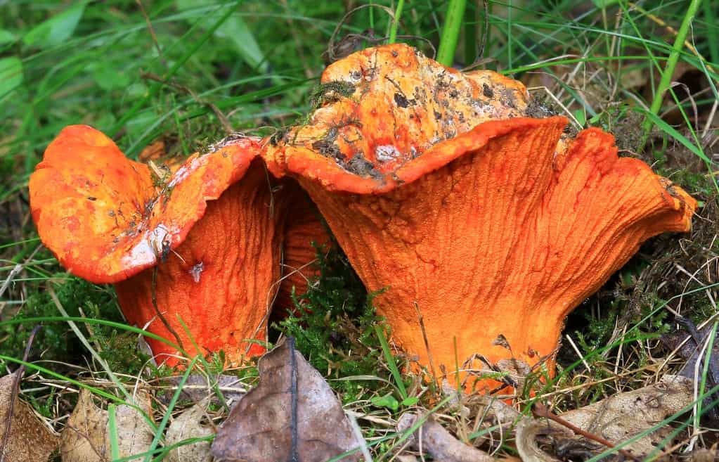 Dried Lobster Mushrooms