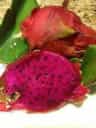 Amercan Beauty Dragon Frut / Ptaya / Ptahaya - Self-fertle Purple