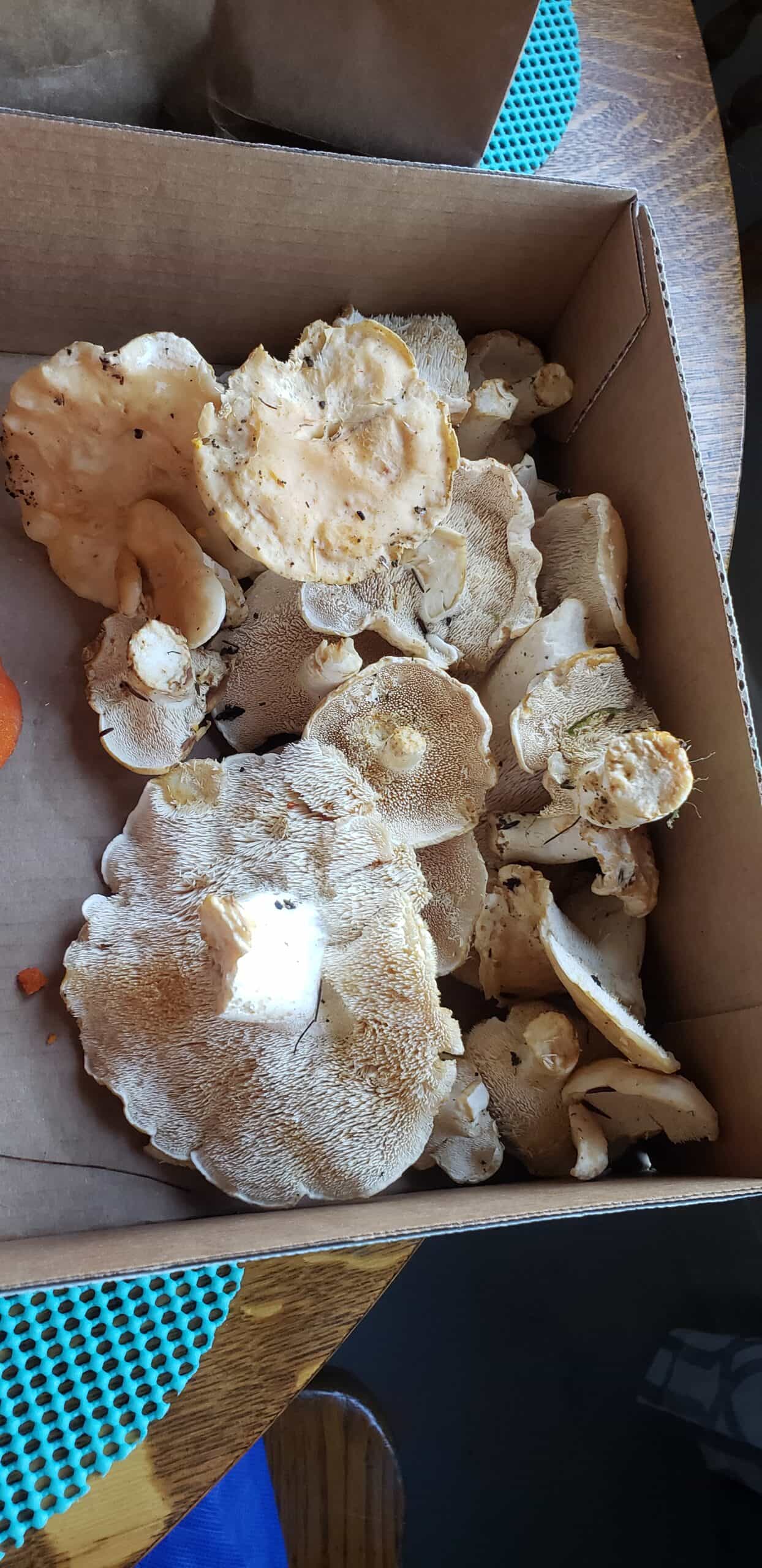 Fresh Hedgehog (Sweet Tooth) Mushrooms - FREE SHIPPING!