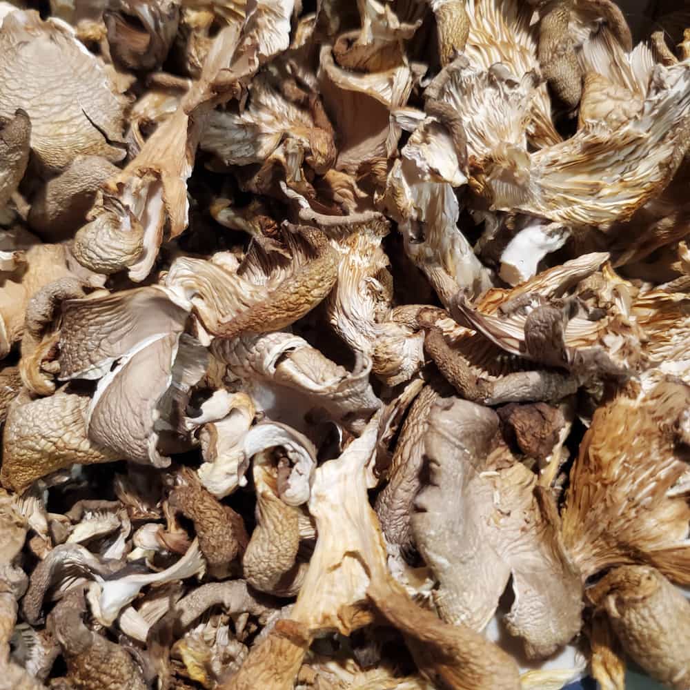 Dried Oyster Mushrooms 4oz Foraged