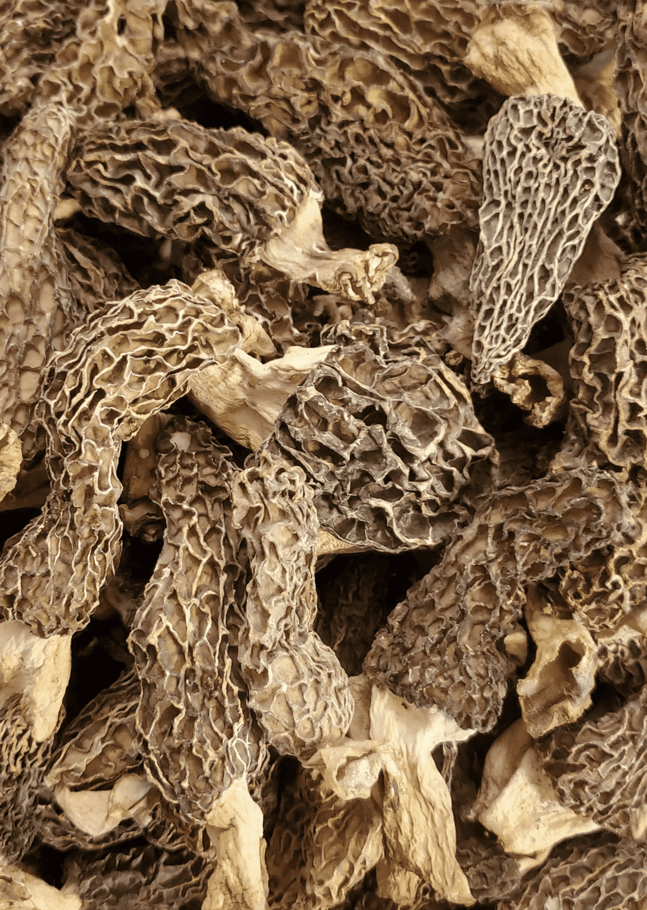 Sun Dried Morel Mushrooms beyond Organic forest harvested Morchella Mushroom Esculenta Deliciosa Conica