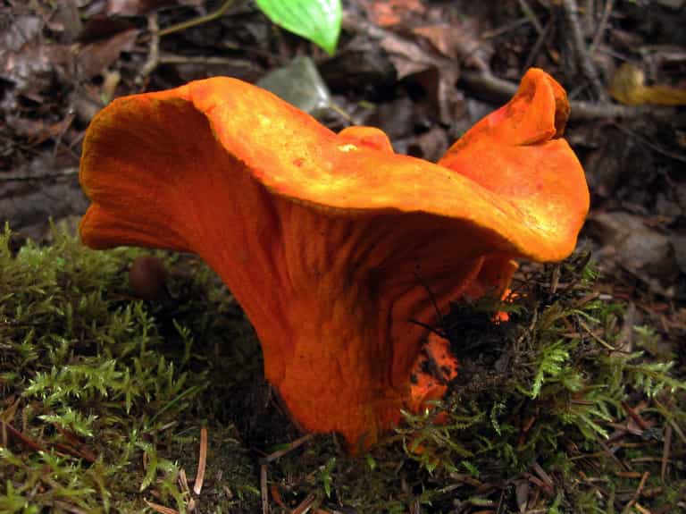 Dried Minnesota Lobster Mushrooms Foraged