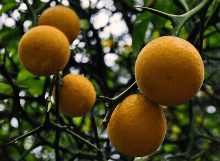 Trifoliate Orange Tree