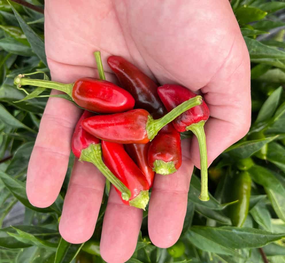 Calabrian "Piccante a Mazzetti" Spicy Pepper of Calabria Premium Seed