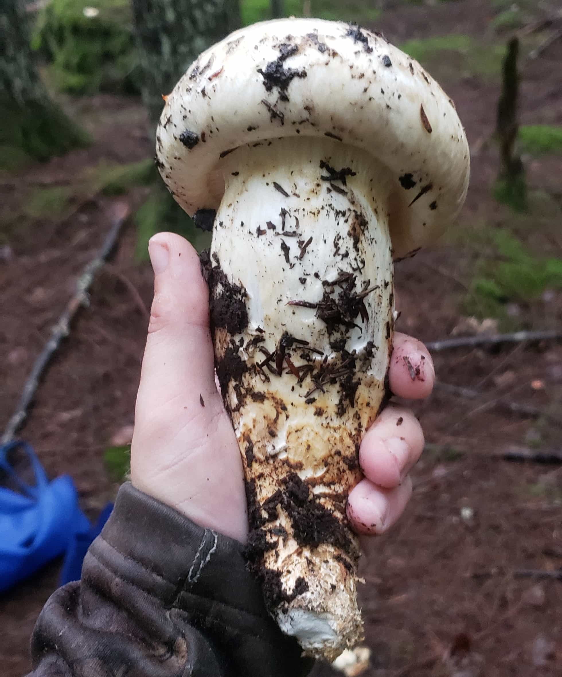 Fresh Matsutake - MIXED GRADES - (Per 1/2lb - FREE SHIPPING INCLUDED!)