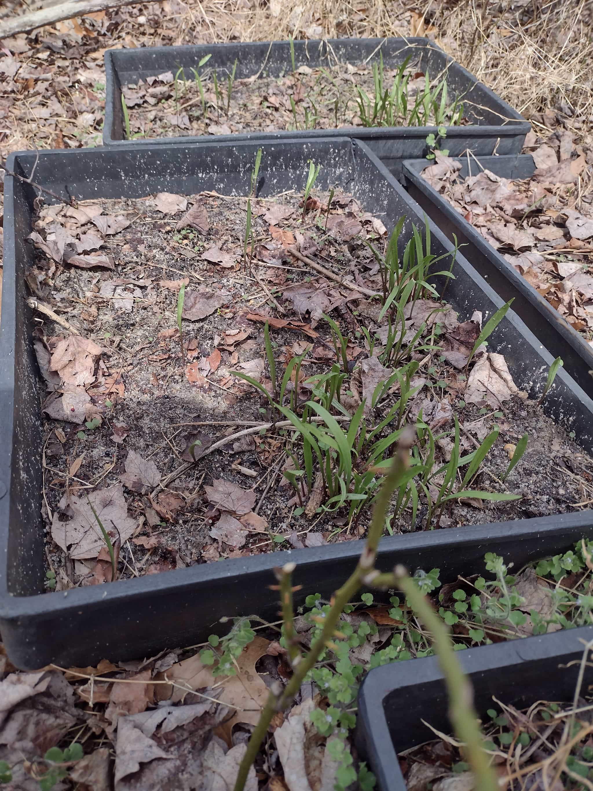 Three year old cultivated Ramp seedling flats