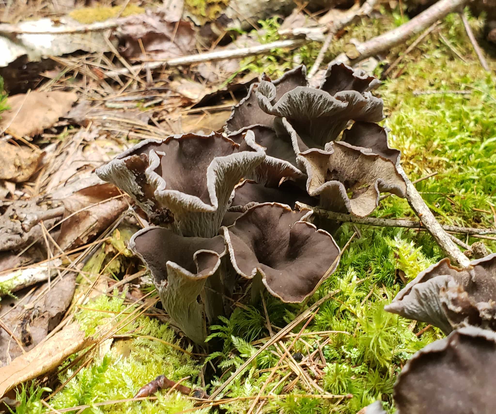 Dried Black Trumpet Mushrooms - FREE SHIPPING INCLUDED!