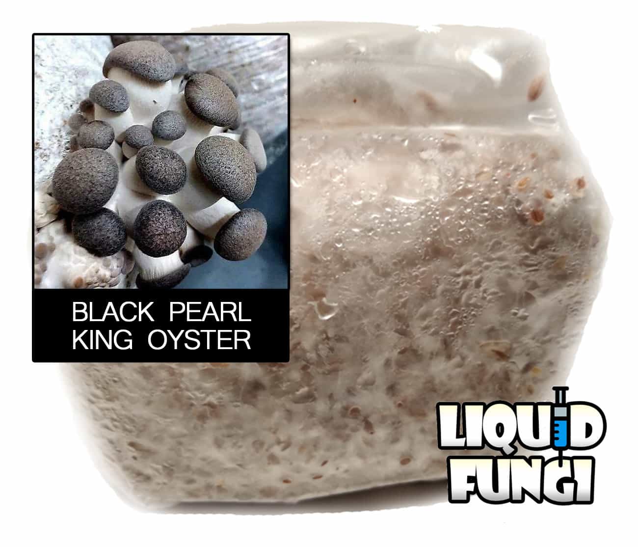 Black Pearl King Oyster Mushroom Grain Spawn (1 Pound)