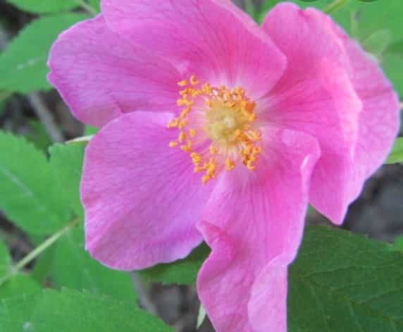 Arctic Wild Rose Petals