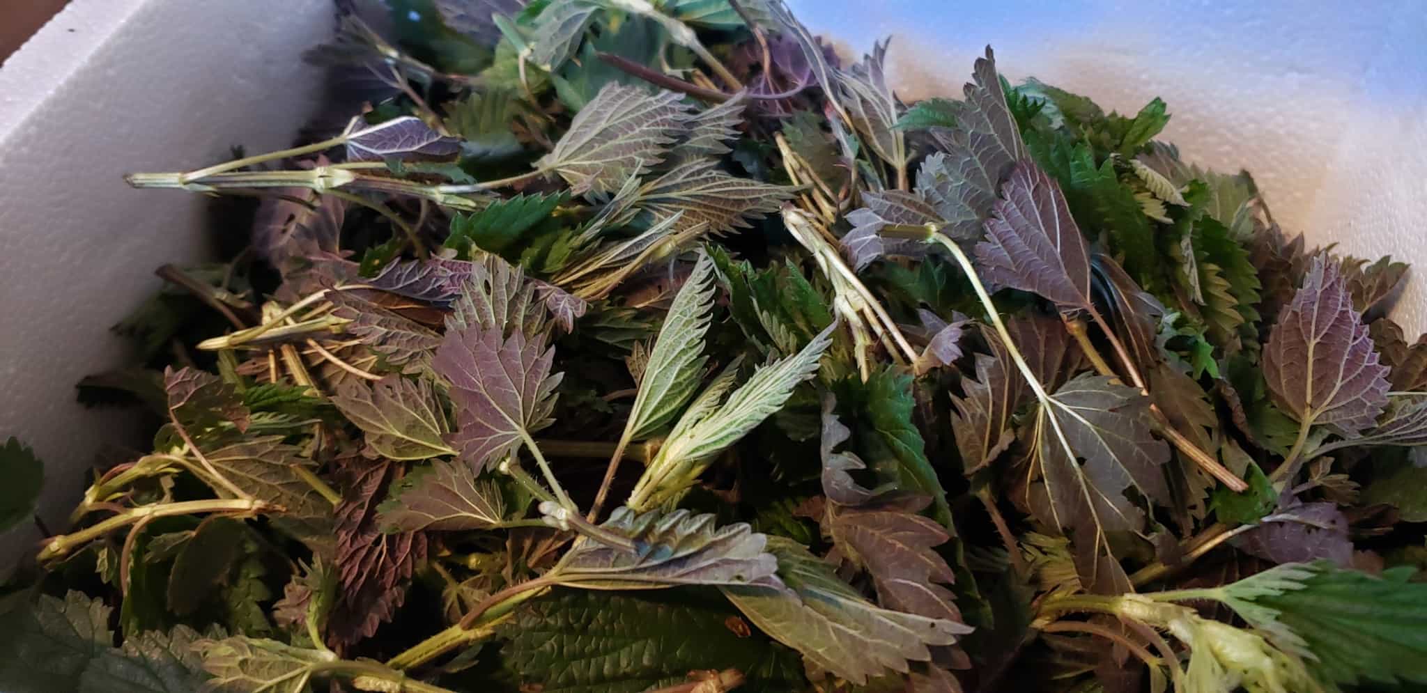 Stinging Nettle - 2 Pounds - FREE SHIPPING!
