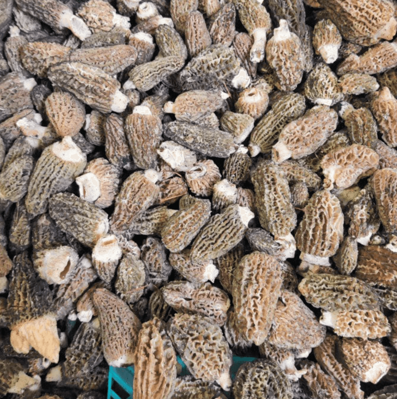 Wild Morel Mushrooms - Grade B