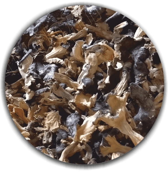 Dried Craterellus tubaeformis (Cantharellus lutescens or Cantharellus xanthopus ) - First grade