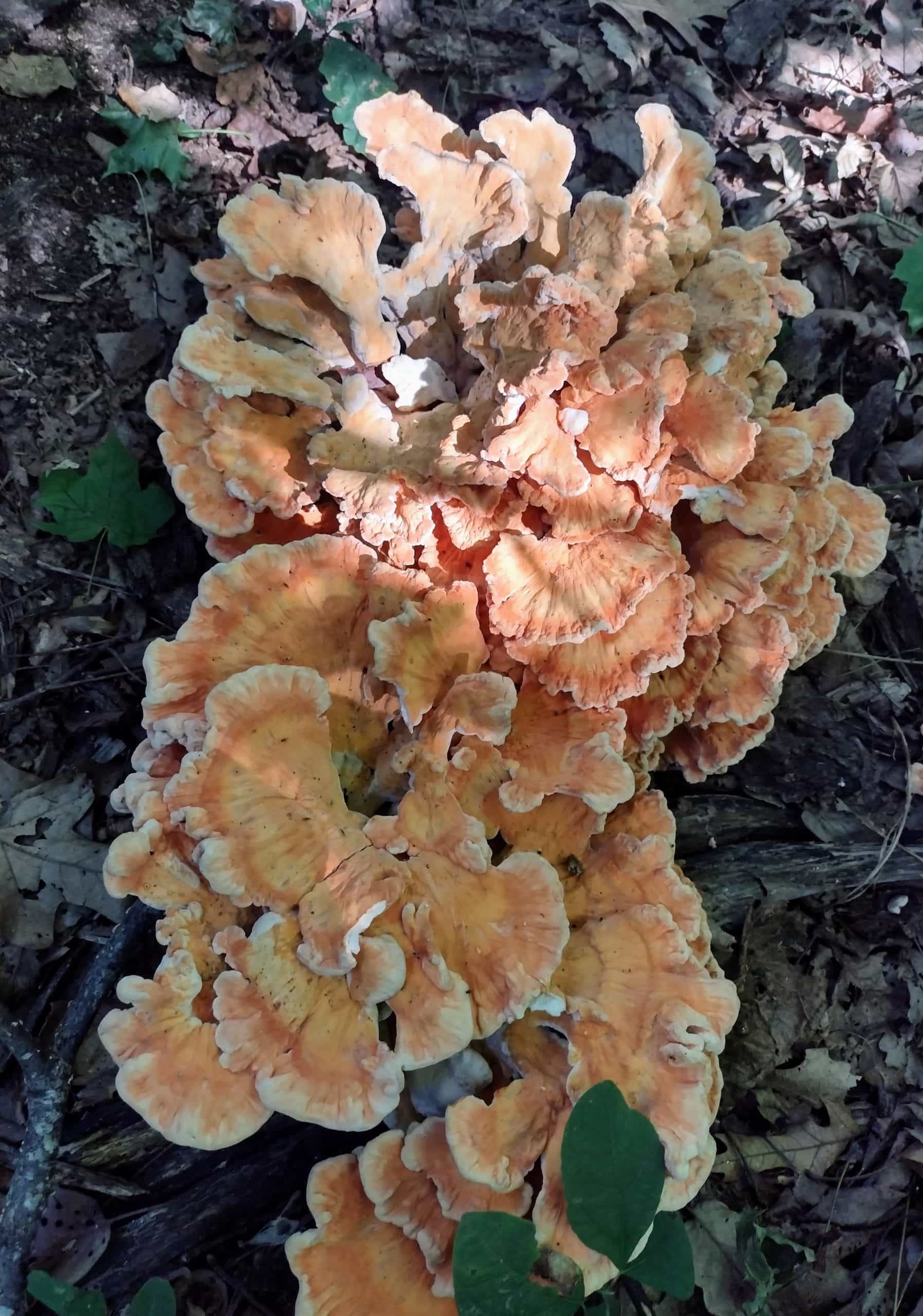 Fresh Chicken of the Woods