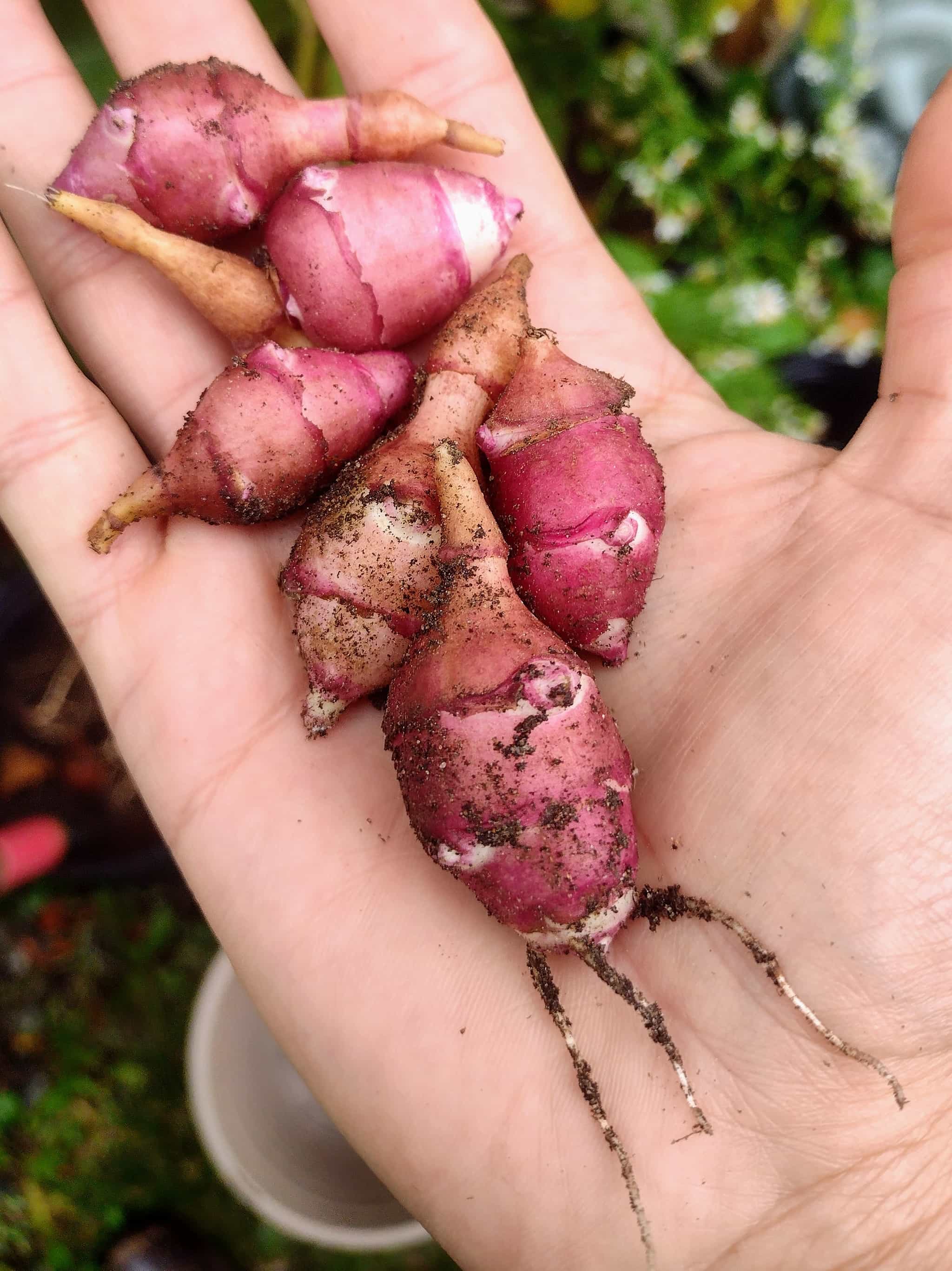 Red Fuseau Sunchokes