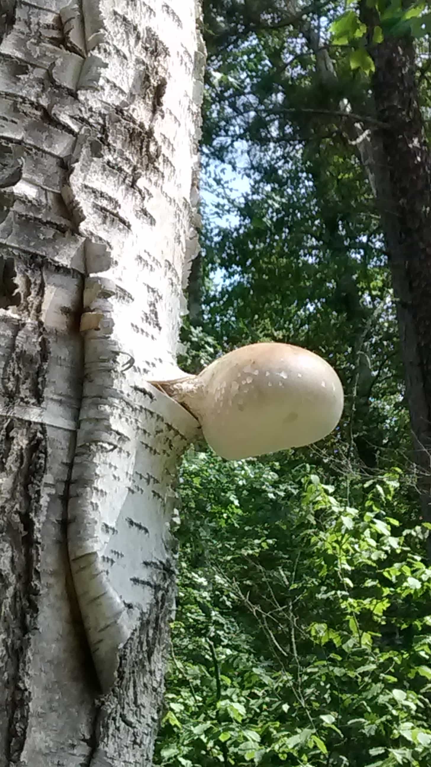 Birch Polypore Fomitopsis Betulina Slabs For Tea