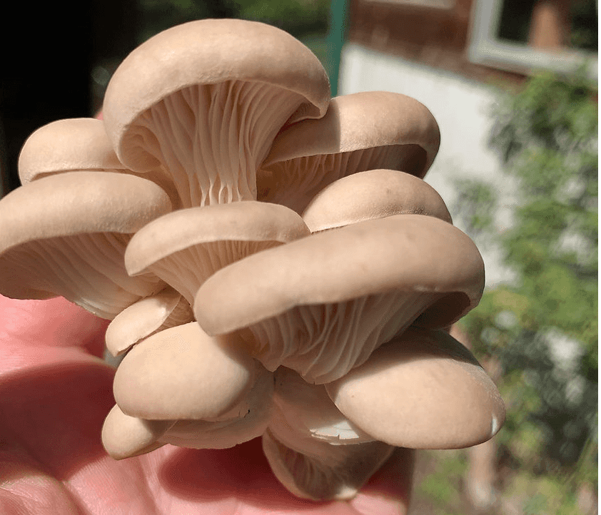 Princess Pearl Oyster Plug Spawn- Free shipping!