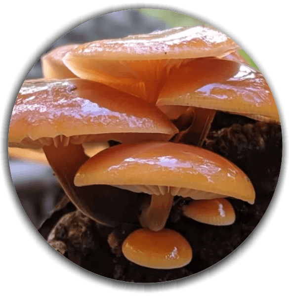 Velvet shank (Flammulina velutipes)
