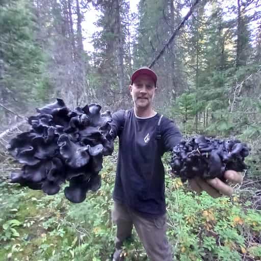 Smokey Black Chanterelle Spice Blend Foraged